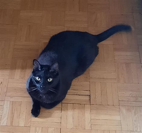 Yoruichi Shihōin en forma de gato