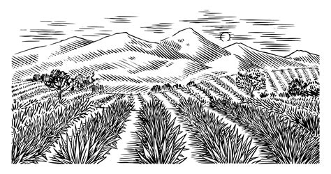 Ilustración antigua de un campo de blanqueo de telas