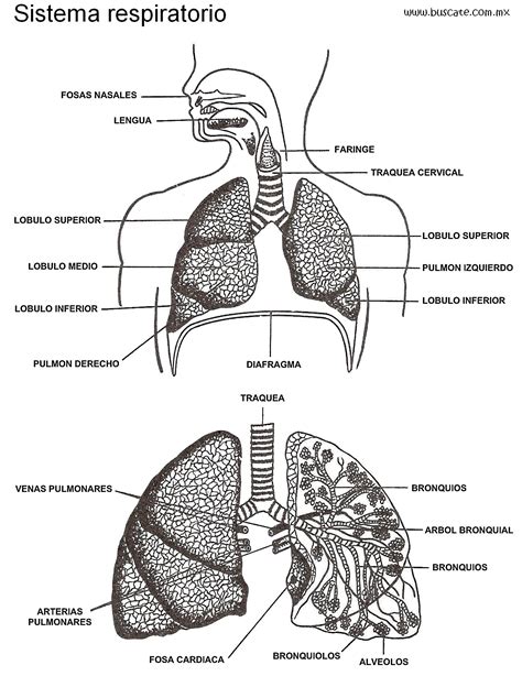 Esquema del sistema respiratorio humano