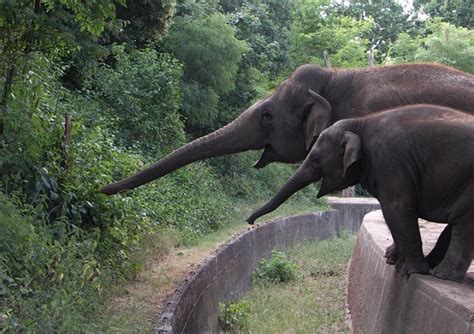 Elefante usando su trompa para recoger comida