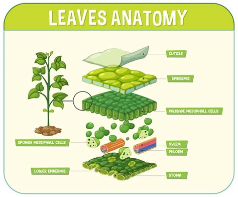 Diagrama de la estructura del Chakra