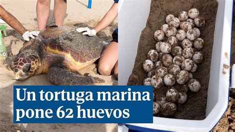 Tortuga marina perdida