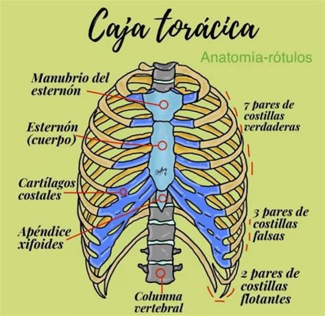 Representación de la Caja Torácica del Susanoo