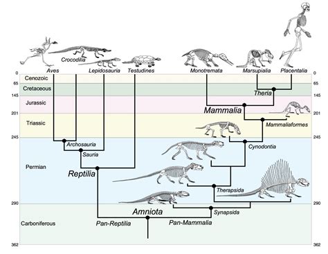 Diagrama de la evolución de los Hollows
