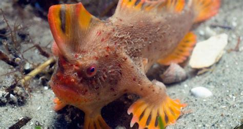 Peces con patas aterradores de Gyo