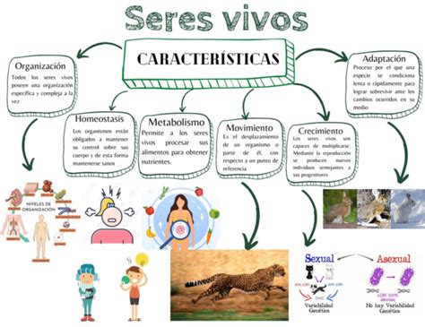 Diagrama de las características físicas de King