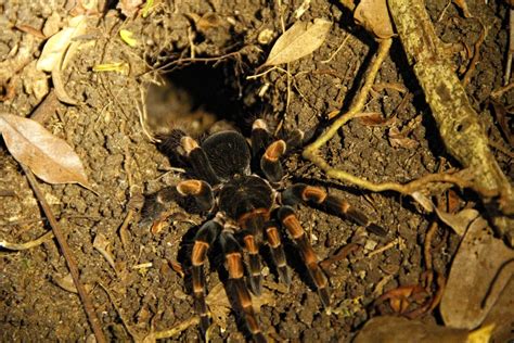 La familia de arañas demoníacas en el Monte Natagumo
