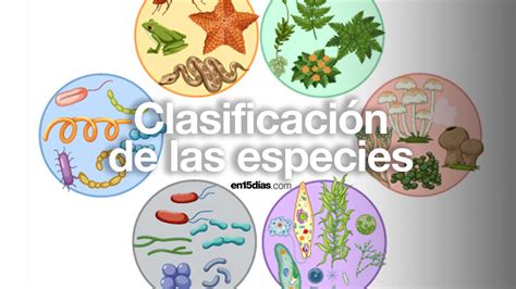 Infografía con las diferentes especies de Monster Musume