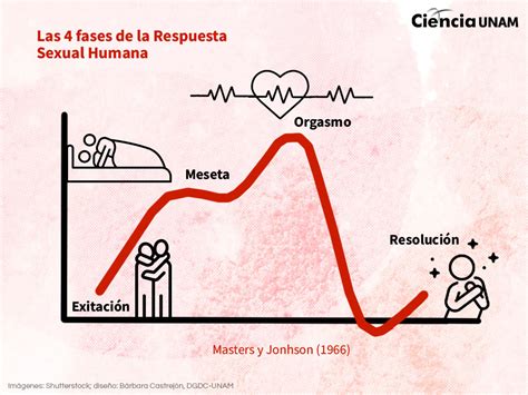 Esquema de las diferentes facetas del deseo sexual