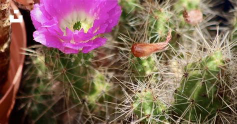 Gaara con un cactus en maceta morada
