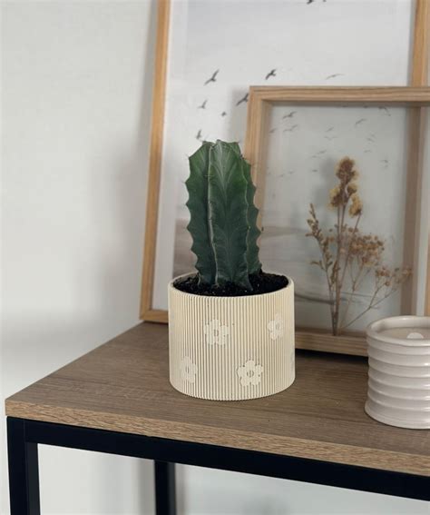 Oficina del Kazekage con varias macetas de cactus