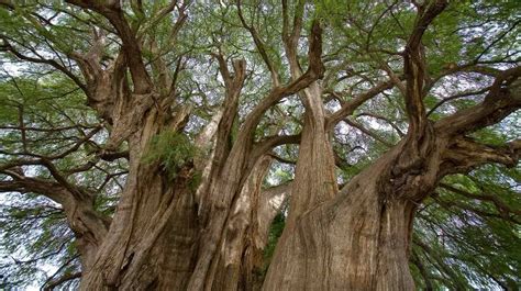 El árbol de la Isla Tenrou