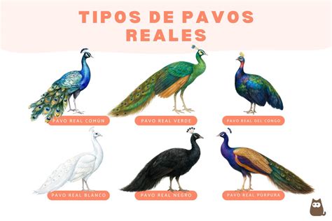 Simbolismo de la mariposa y el pavo real