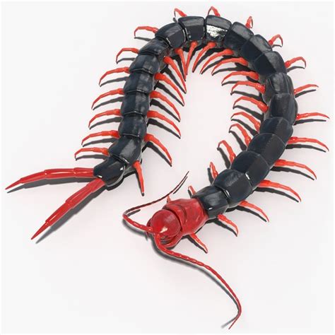 Representación de un ciempiés chino de cabeza roja siendo introducido en el oído de Kaneki.