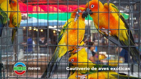 Pudding en cautiverio