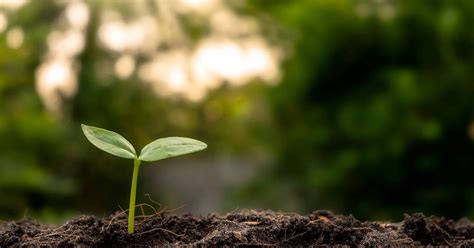 Ejemplo de jutsu de Elemento Tierra