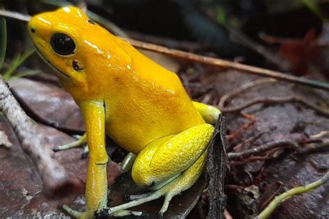 Infografía de los colores y animales representativos de la tripulación