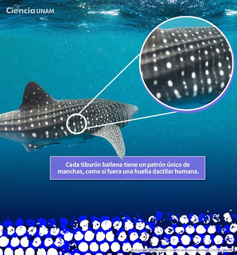 Representación de Jinbe como un tiburón ballena con su traje característico
