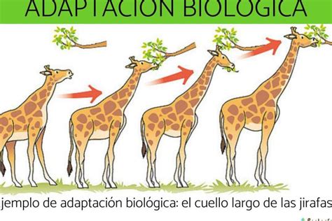 Comparación visual de Joshua Bailey en diferentes adaptaciones