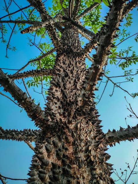 Árbol blanco con espinas en Hueco Mundo