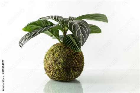 Planta de kokedama en interior