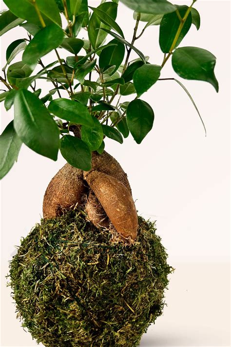 Detalle de musgo en kokedama