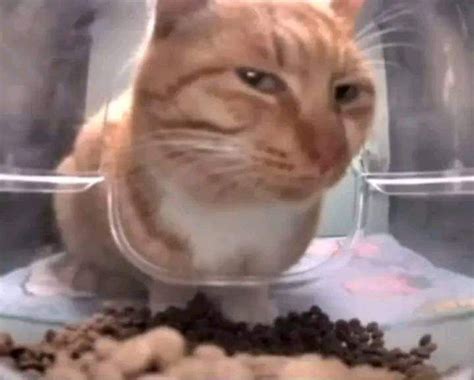 Gato callejero desconfiado