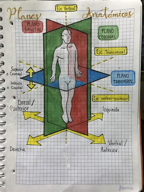 Diagrama anatómico de un titán, señalando el punto débil