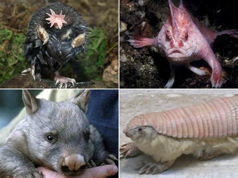 Animales extraños de la isla