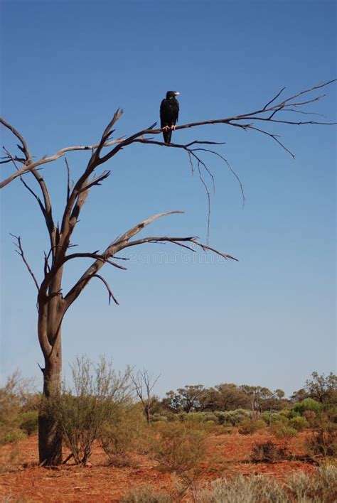 Representación de Guila atada a un árbol