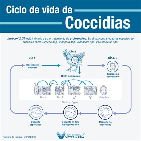Ciclo de vida del coccidio Eimeria