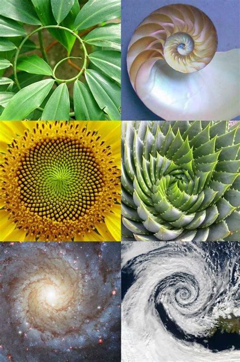 Patrones de espirales en la naturaleza