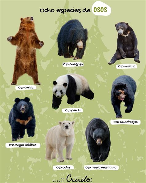 Ilustración de diferentes tipos de osos gay con sus descripciones