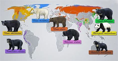 Mapa mostrando la distribución de eventos de osos a nivel mundial