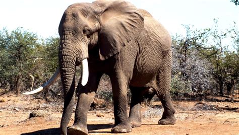 El elefante gigante que porta la isla de Zou