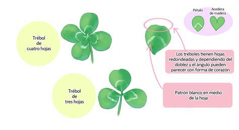 Diagrama de la planta en forma de trébol con jardín interior
