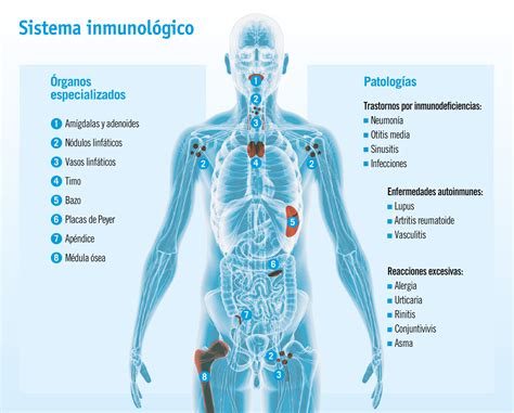 Diagrama simplificado del sistema inmunológico humano