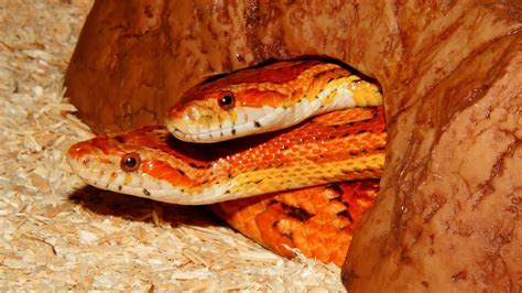 Aspecto de Kinana como serpiente Cubellios