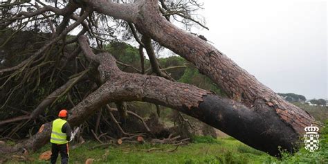 El árbol donde Eren fue enterrado