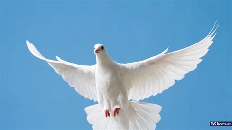 Ilustración de la paloma blanca volando libre