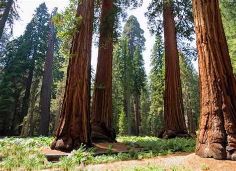 Escena del Bosque de los Árboles Gigantes con titanes