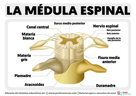 Medula espinal humana ubicada bajo la nuca de los titanes