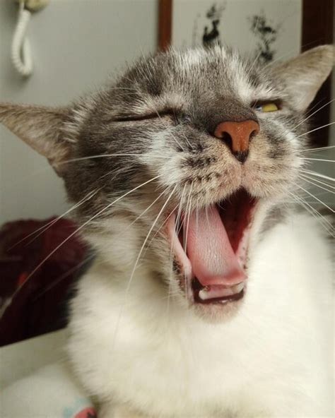 meme de un gato bostezando con la frase 