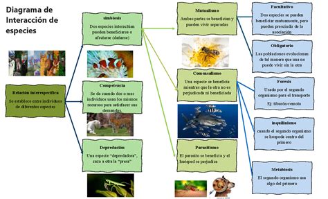Diagrama de las diferentes especies de Idhún