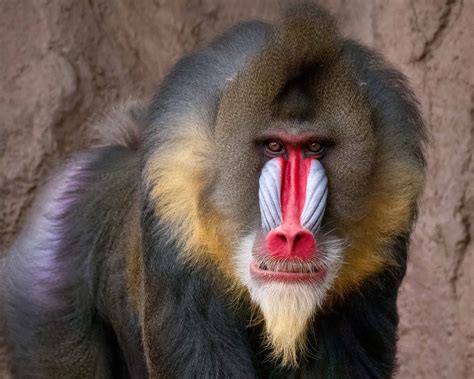 Mandrill