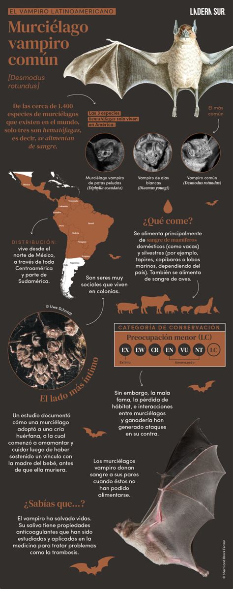 Ilustración científica de un murciélago vampiro