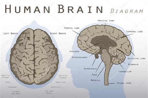 Diagrama simplificado del cerebro humano
