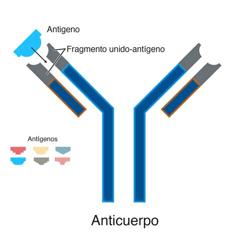 Diagrama que muestra la acción de los anticuerpos contra bacterias