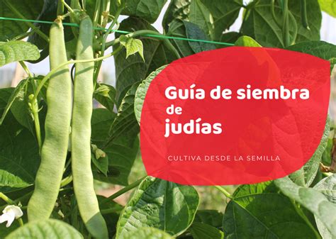 Infografía sobre los beneficios nutricionales de la judía verde