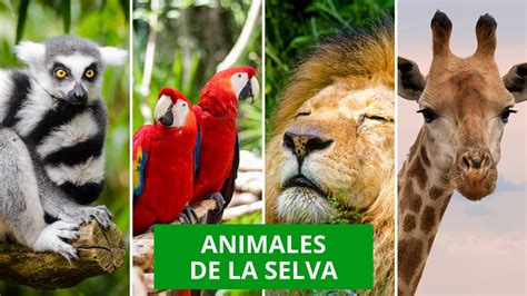 animales en un pícnic en la selva